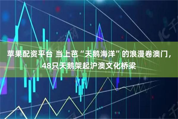 苹果配资平台 当上芭“天鹅海洋”的浪漫卷澳门，48只天鹅架起沪澳文化桥梁